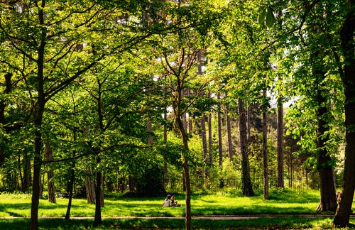 有关forestpark, 公园, 城市公园的免费素材图片