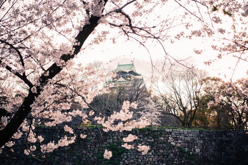 有关分支机构, 城堡, 大阪的免费素材图片