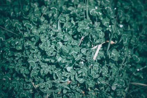 有关三叶草, 俯视图, 公园的免费素材图片