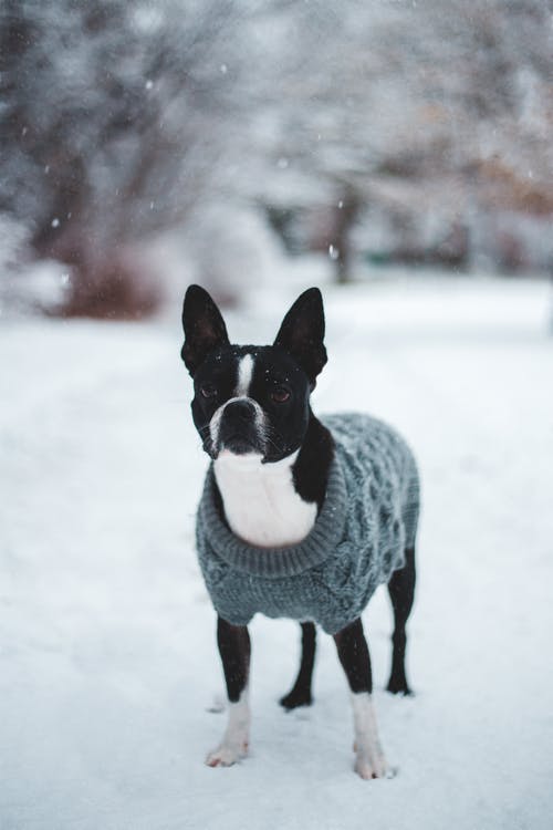 黑色和白色短涂的狗在积雪的地面上 · 免费素材图片