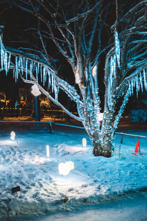 有关下雪的天气, 光, 冬季的免费素材图片