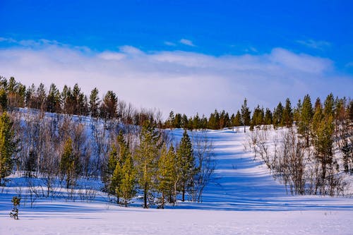 有关下雪的, 冬季, 冬季景观的免费素材图片