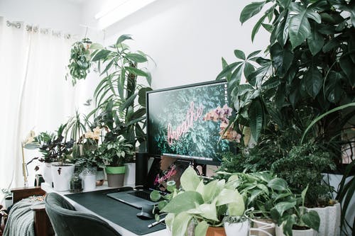 有关deskspace, 创意工作区, 丛林的免费素材图片