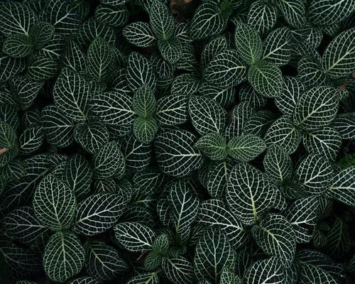 绿色和白色植物叶子 · 免费素材图片