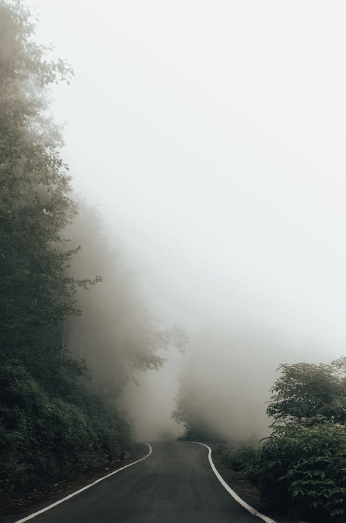 绿树覆盖着雾 · 免费素材图片