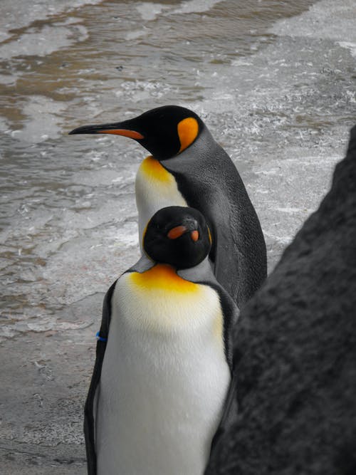 有关企鹅, 动物园, 动物摄影的免费素材图片