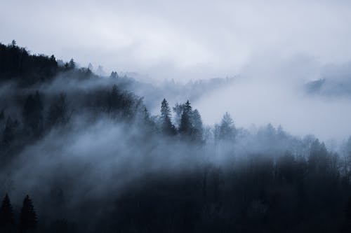 雾覆盖的树木 · 免费素材图片