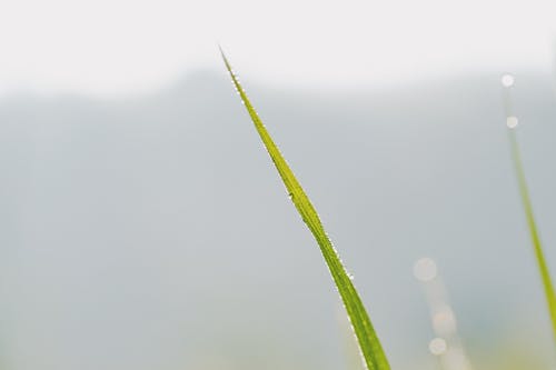 有关增长, 新鲜, 树叶的免费素材图片