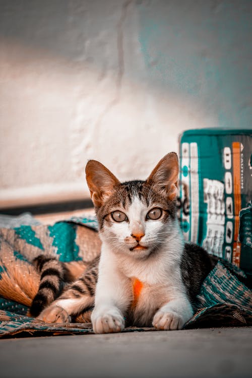 有关凝视, 动物, 动物摄影的免费素材图片