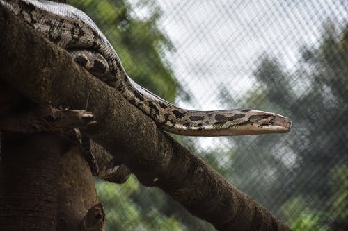 有关python, 动物, 动物园的免费素材图片