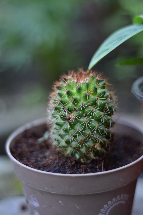 有关仙人掌, 仙人掌植物, 仙人掌花的免费素材图片