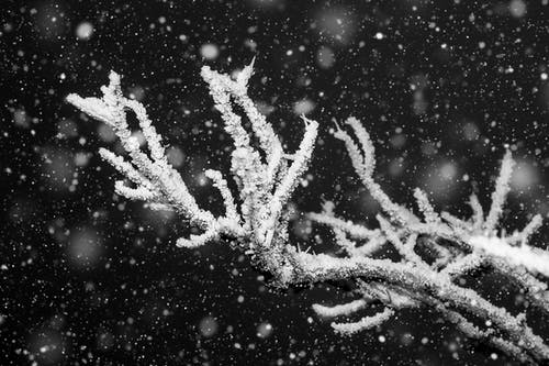 有关下雪, 下雪的, 下雪的天气的免费素材图片