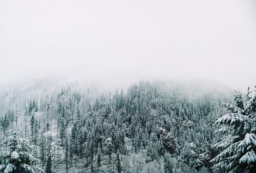 大雪覆盖的树木 · 免费素材图片