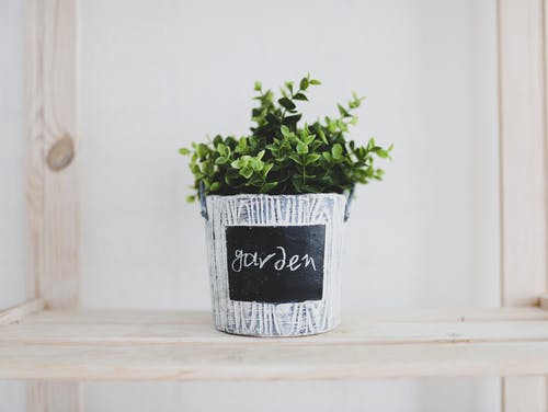 有关内部, 增长, 室内的免费素材图片