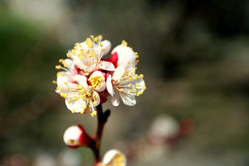 有关分公司, 增长, 季节的免费素材图片