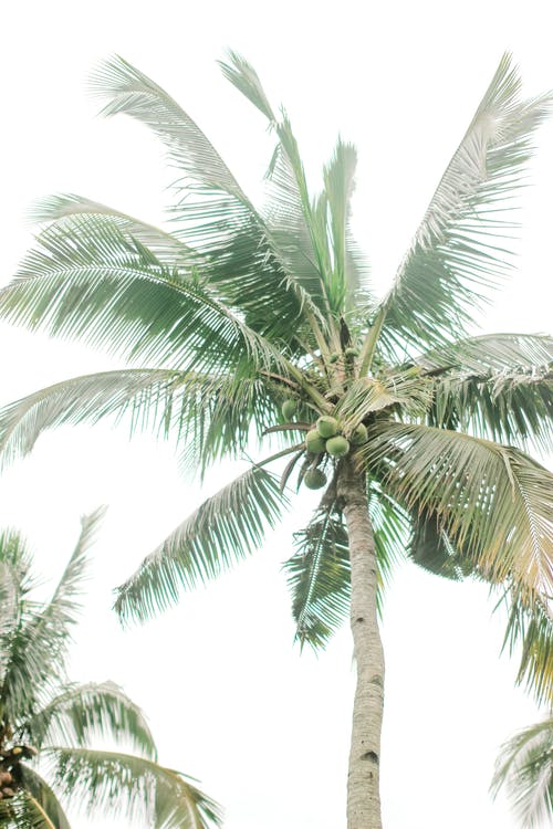 有关低角度摄影, 夏天, 棕榈树的免费素材图片
