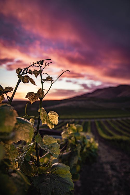 有关丘陵, 增长, 天气的免费素材图片
