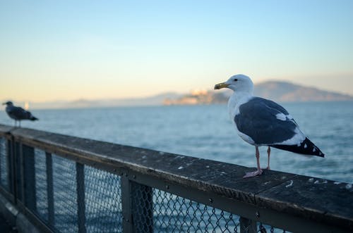 有关小平台, 栖息, 栏杆的免费素材图片