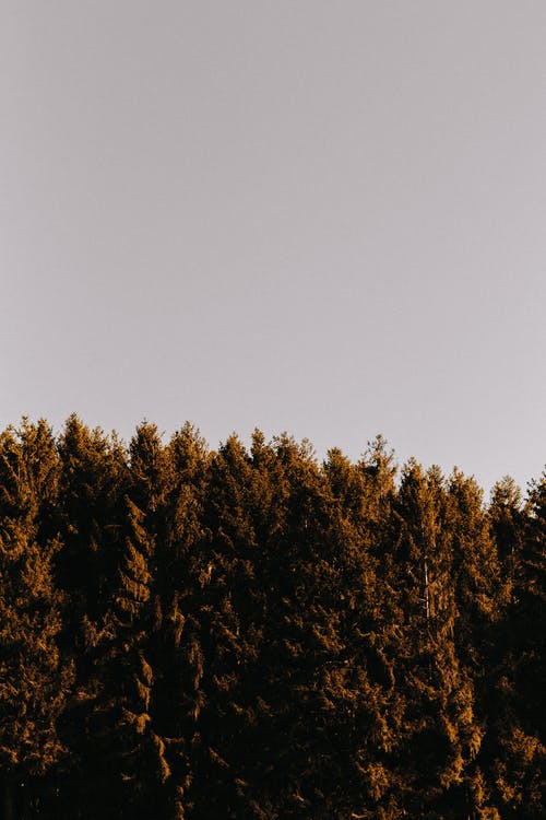 灰色的天空下的绿色和棕色树 · 免费素材图片