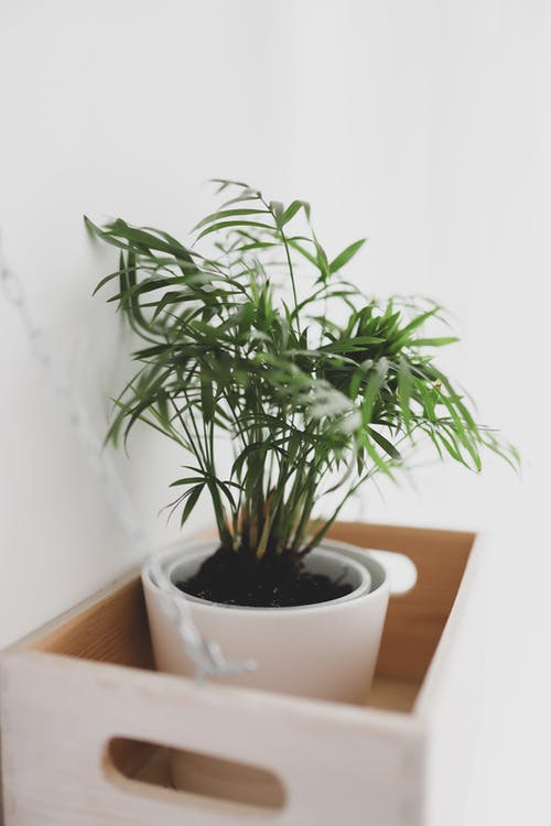 白色陶瓷锅上的绿色植物 · 免费素材图片