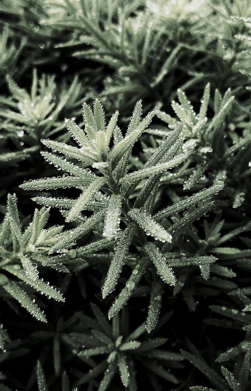 有关分公司, 季节, 专注的免费素材图片