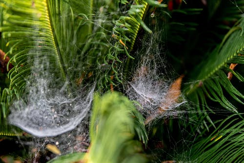 有关Web, 令人不寒而栗的, 困住的免费素材图片