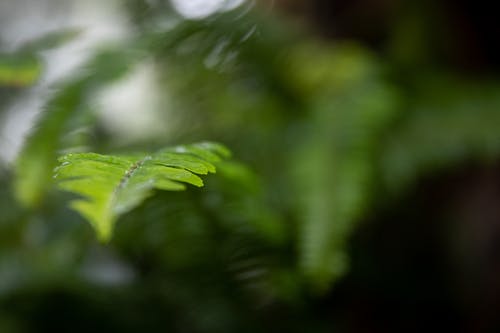 有关增长, 工厂, 成长的免费素材图片