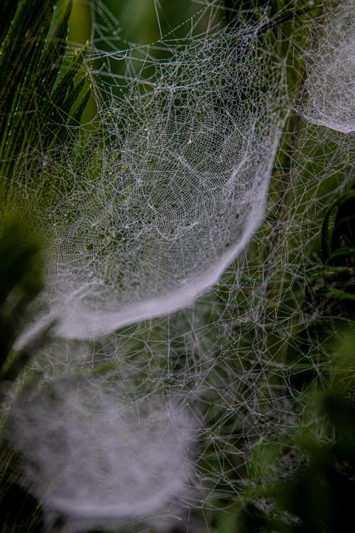 有关Web, 令人不寒而栗的, 困住的免费素材图片