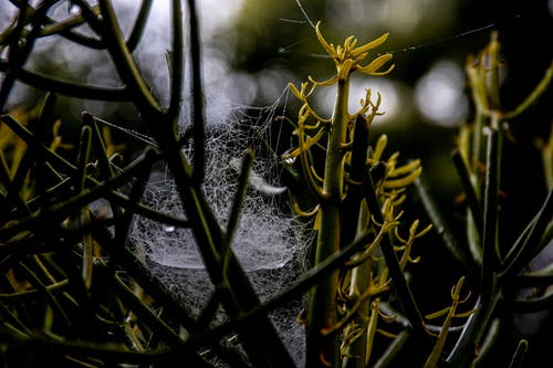 有关Web, 令人不寒而栗的, 困住的免费素材图片