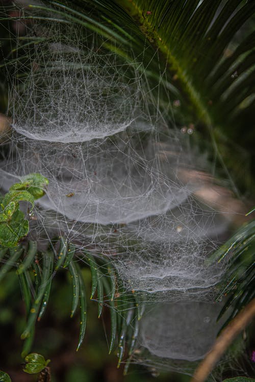 有关Web, 令人不寒而栗的, 困住的免费素材图片