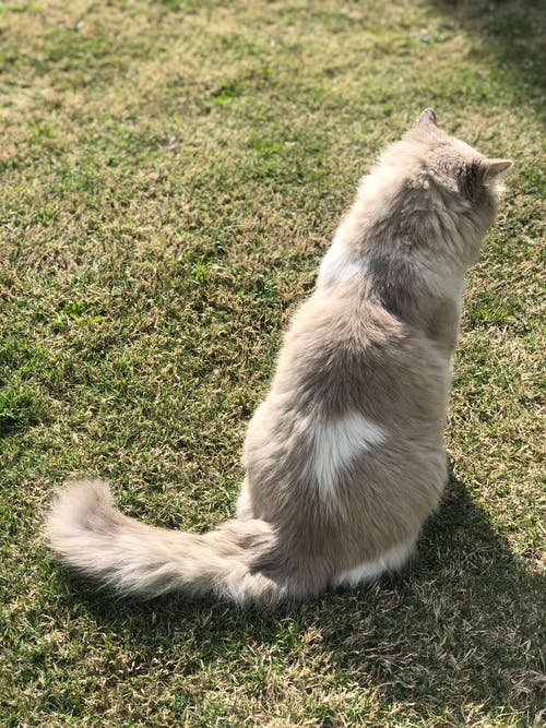 有关休息, 伴侣, 冷静的免费素材图片