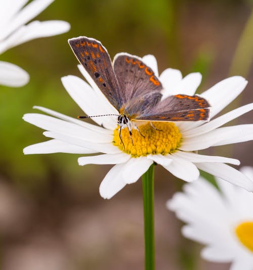 有关leucanthemum vulgare, lycaena tityrus, 增长的免费素材图片