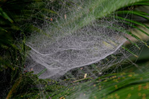 有关Web, 令人不寒而栗的, 困住的免费素材图片