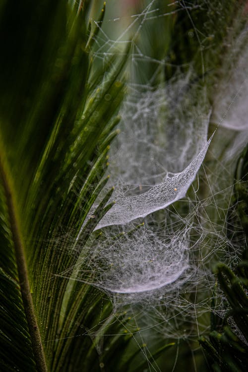 有关Web, 令人不寒而栗的, 困住的免费素材图片