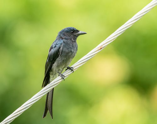 有关动物, 动物摄影, 户外的免费素材图片