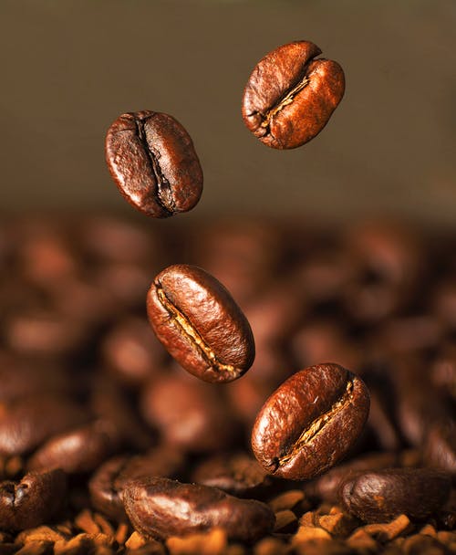 有关canephora, 咖啡, 咖啡因的免费素材图片
