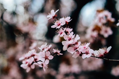 有关分公司, 增长, 季节的免费素材图片