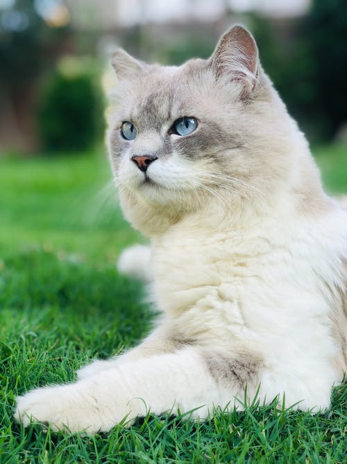 有关凝视, 动物, 动物摄影的免费素材图片