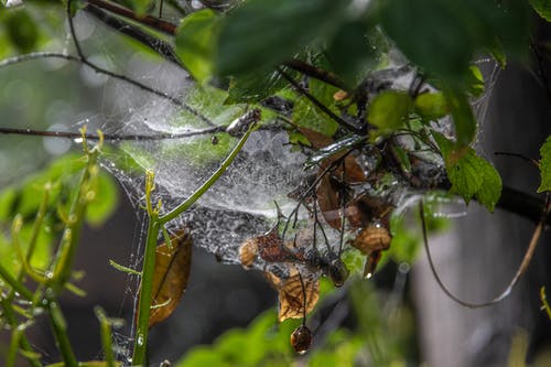 有关Web, 令人不寒而栗的, 分公司的免费素材图片