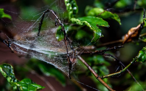 有关Web, 令人不寒而栗的, 分公司的免费素材图片