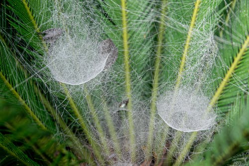 有关Web, 令人不寒而栗的, 困住的免费素材图片