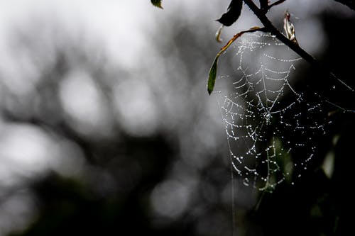 有关Web, 令人不寒而栗的, 困住的免费素材图片