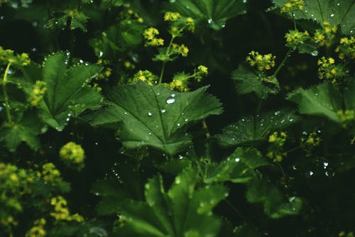 有关alchemilla vulgaris, 公园, 地平线的免费素材图片