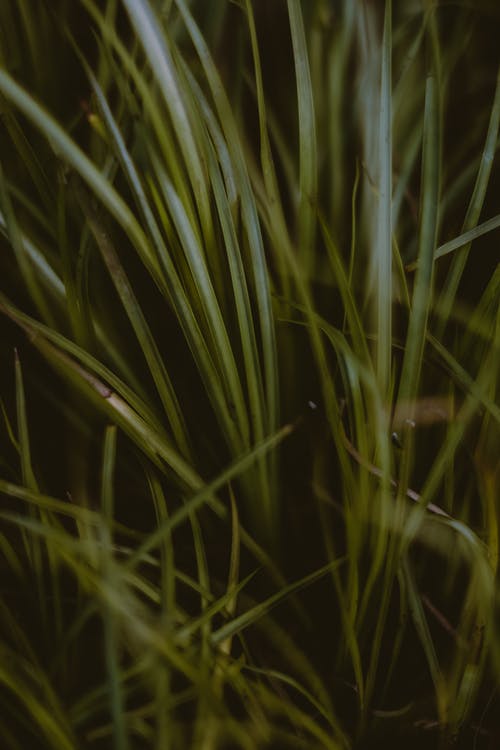 有关ly, 冷静, 丛林的免费素材图片