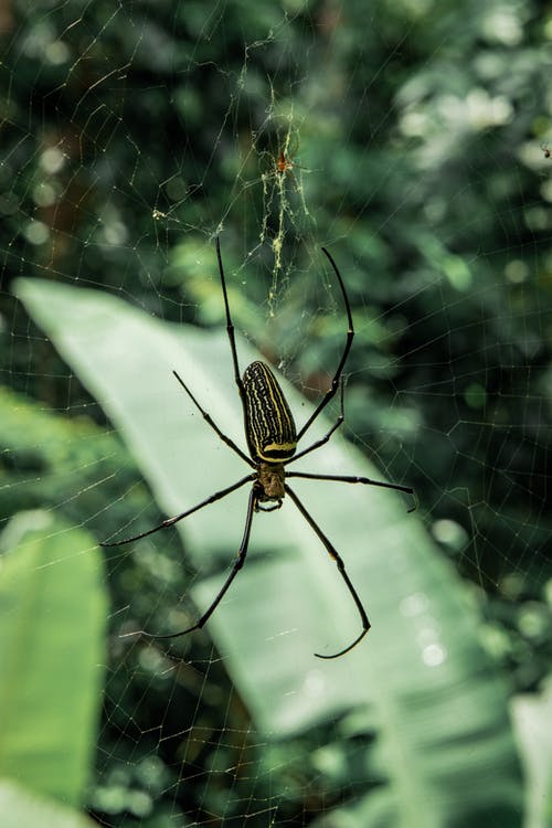 有关nephila pilipes, Web, 动物的免费素材图片