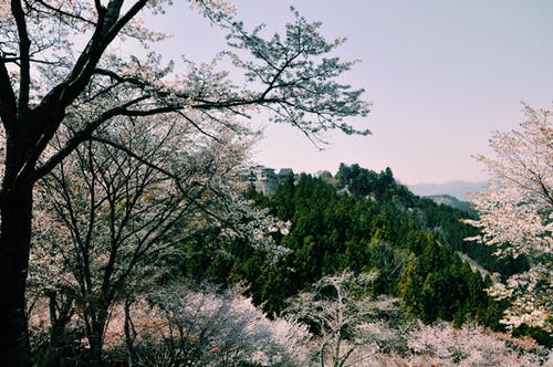 有关冷静, 分公司, 华丽的的免费素材图片