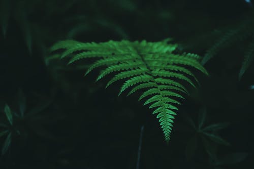 有关公园, 冷静, 分公司的免费素材图片