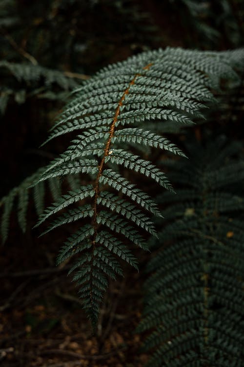 蕨科在森林里的绿叶 · 免费素材图片