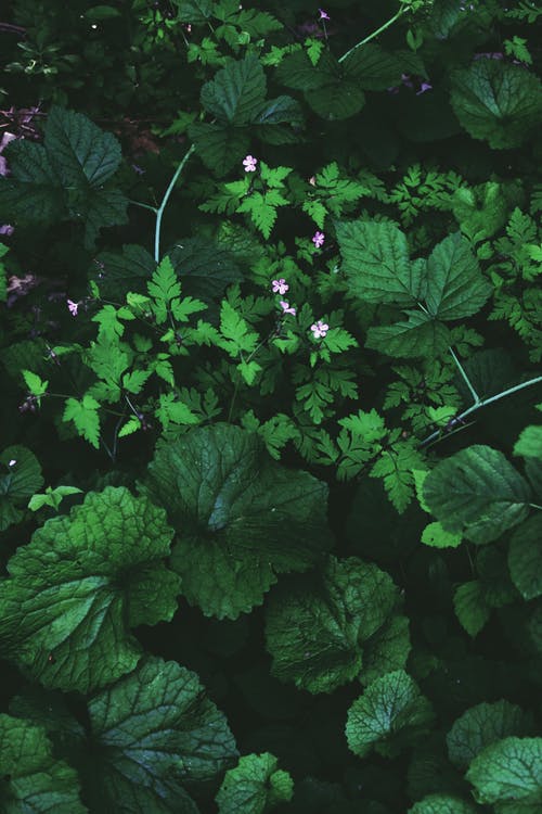 有关充满活力, 公园, 印度彭妮草的免费素材图片