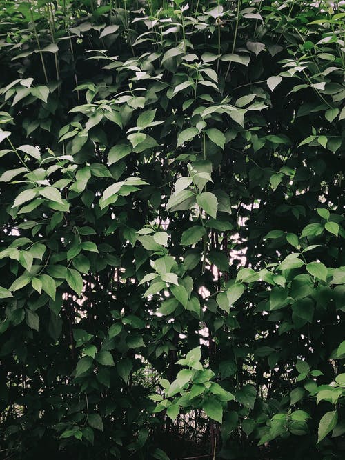 有关充满活力, 公园, 原本的免费素材图片